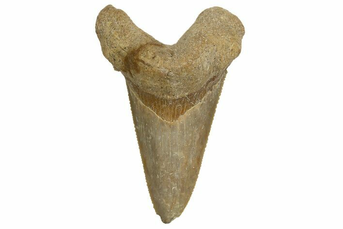Serrated Sokolovi (Auriculatus) Shark Tooth - Dakhla, Morocco #321876